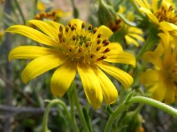 Osteospermum sinuatum var. sinuatum flowerhead