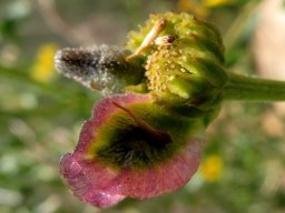 Osteospermum sinuatum var. sinuatum last fruits