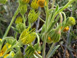 Osteospermum sinuatum var. sinuatum floral stages