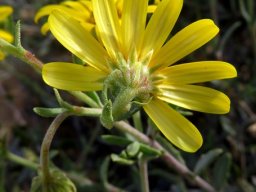 Osteospermum sinuatum var. sinuatum back view of flowerhead