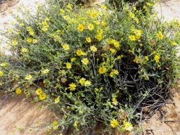 Osteospermum sinuatum var. sinuatum