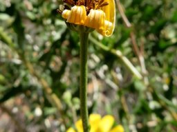 Osteospermum sinuatum var. sinuatum old rays curling