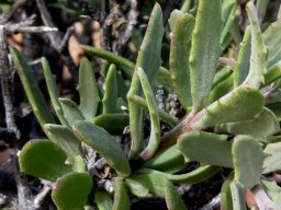 Osteospermum sinuatum var. sinuatum leaves