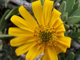 Osteospermum sinuatum var. sinuatum disc and ray developments