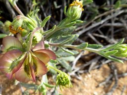 Osteospermum sinuatum var. sinuatum purplish young fruit