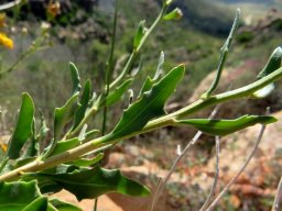 Osteospermum sinuatum var. sinuatum stem
