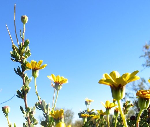 Othonna coronopifolia leafy peduncles