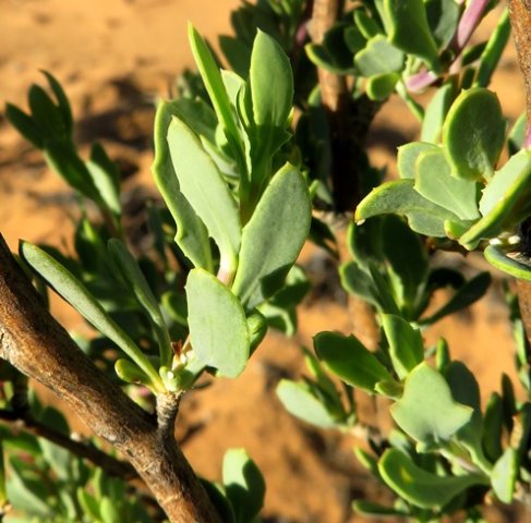 Othonna coronopifolia toothed leaves