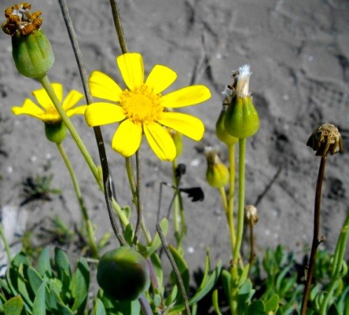 Othonna dentata flowerheads young and old