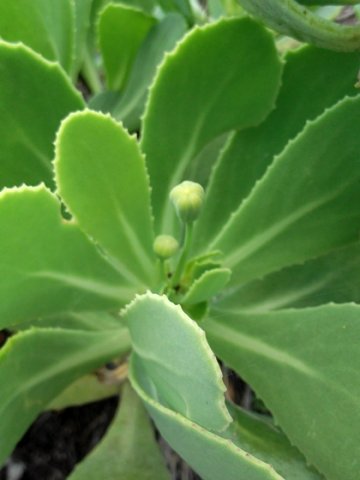 Othonna dentata healthy stem-tip