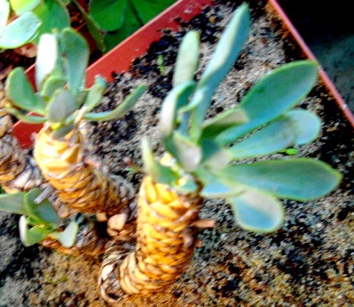 Othonna lepidocaulis leaves