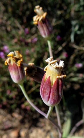 Othonna macrophylla fruiting