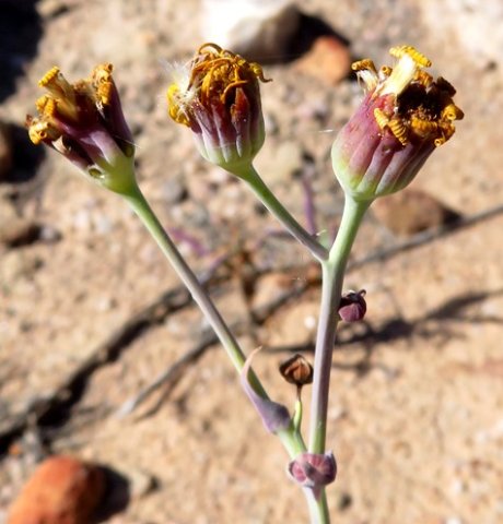 Othonna macrophylla old inflorescence