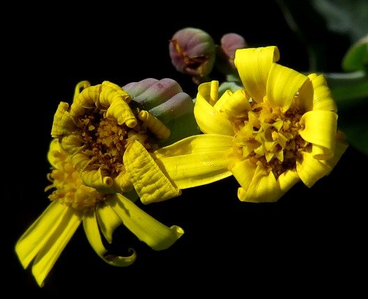 Othonna macrophylla uneven rays