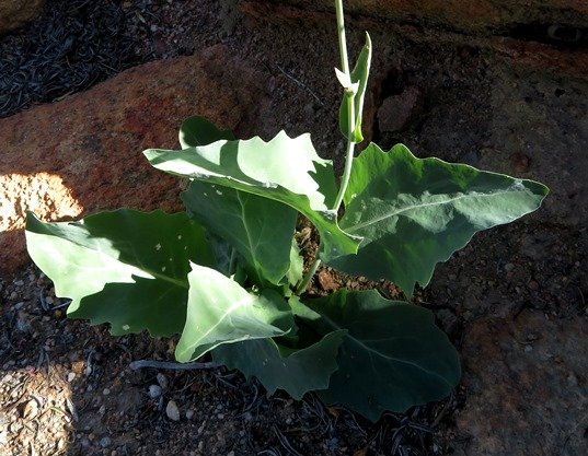 Othonna macrophylla leaves