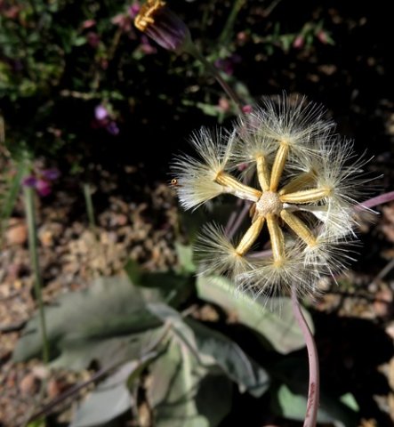 Othonna macrophylla fruit prepared for flight