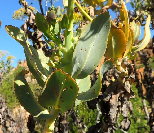 Othonna parviflora leaves in different stages