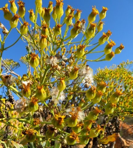 Othonna parviflora inflorescence fruiting