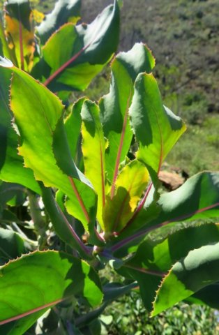 Othonna parviflora purple main veins
