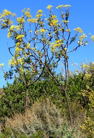 Othonna parviflora performing pensioners