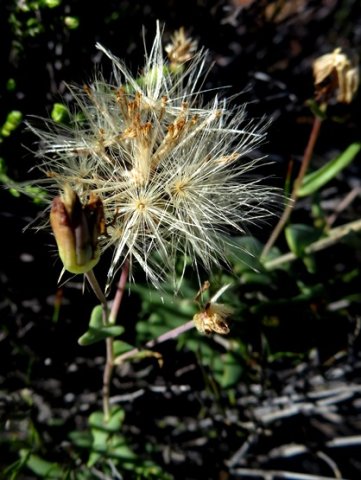Othonna perfoliata fruiting