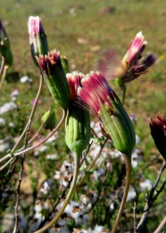 Othonna perfoliata fruit beginnings