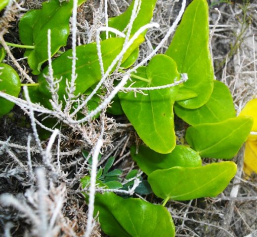 Othonna perfoliata leaves