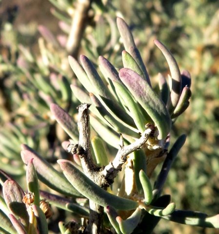Othonna ramulosa older leaves