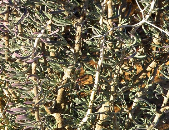 Othonna ramulosa main branches