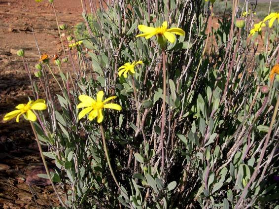 Othonna species nova (vanillodora) leaves