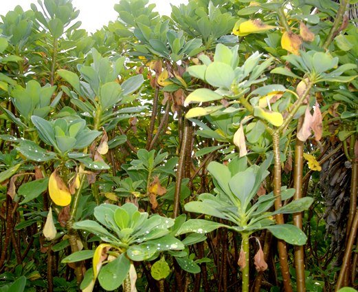 Othonna triplinervia