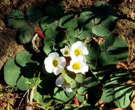 Oxalis ambigua