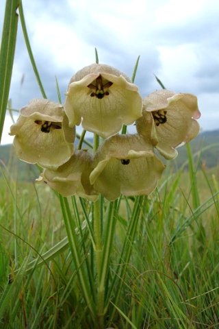 Pachycarpus campanulatus var. sutherlandii 