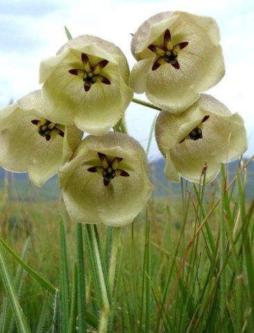Pachycarpus campanulatus var. sutherlandii flowers from below