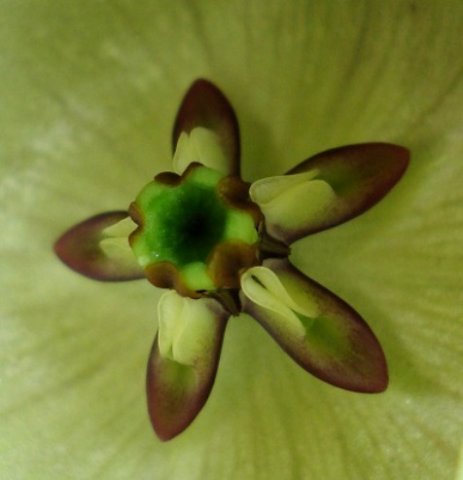Pachycarpus campanulatus var. sutherlandii showing inner flower parts