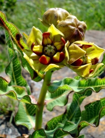 Pachycarpus concolor subsp. transvaalensis