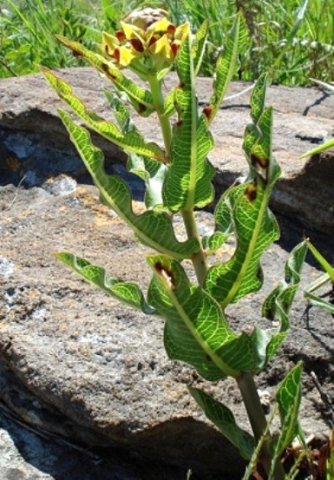 Pachycarpus concolor subsp. transvaalensis leaves