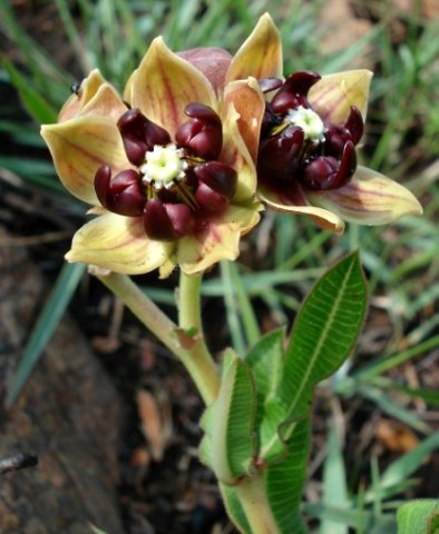 Pachycarpus concolor subsp. transvaalensis flowers