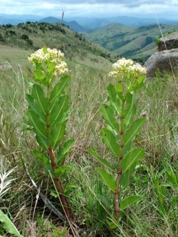 Pachycarpus scaber