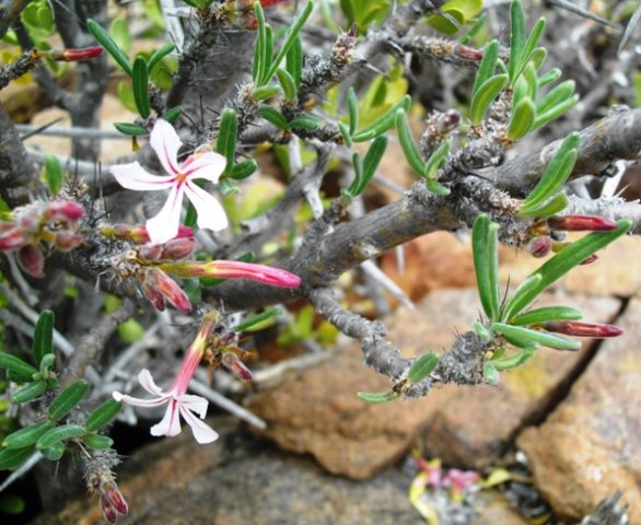 Pachypodium succulentum leaves and flowers
