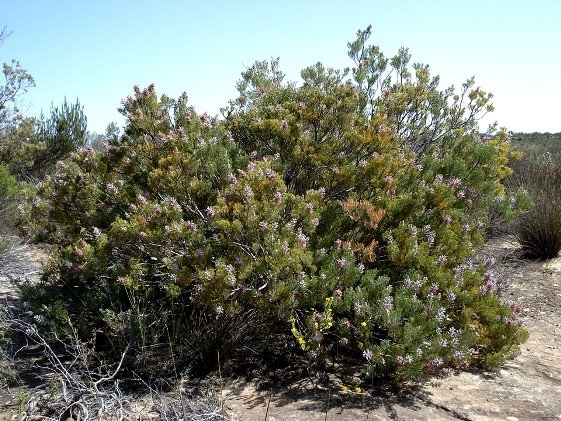 Paranomus bracteolaris