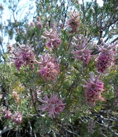 Paranomus bracteolaris inflorescences