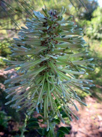 Paranomus reflexus elongated buds