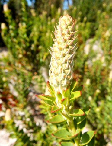 Paranomus reflexus flowerhead budding