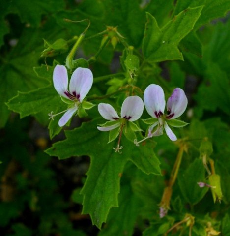 Pelargonium scabrum broader leaves