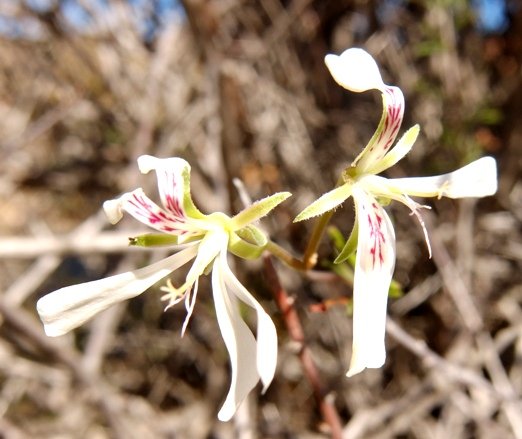Pelargonium karooicum flowers