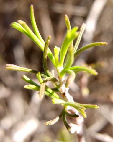 Pelargonium karooicum new leaves