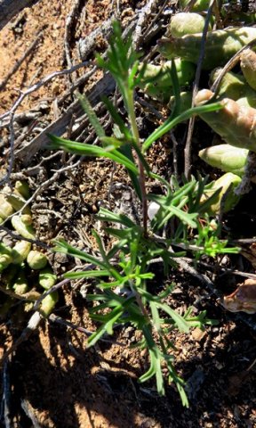 Pelargonium karooicum young plant