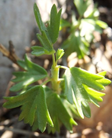 Pelargonium karooicum