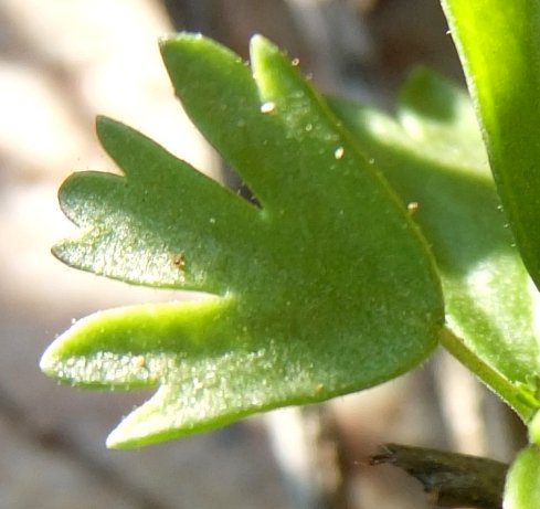 Pelargonium karooicum leaf